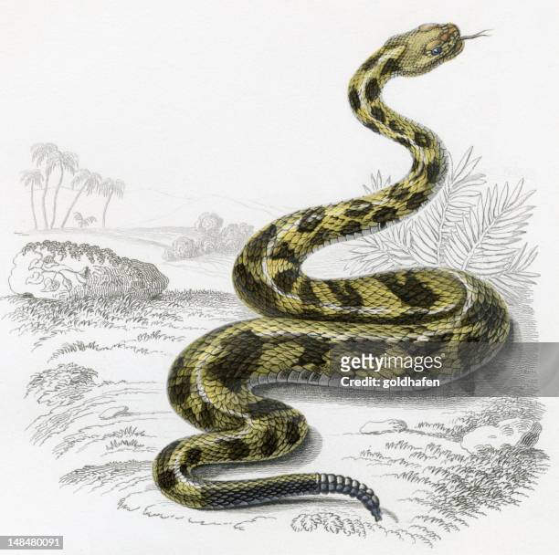 stockillustraties, clipart, cartoons en iconen met rattlesnake, historic illustration, 1849 - slang