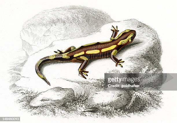 ilustraciones, imágenes clip art, dibujos animados e iconos de stock de salamandra, histórico ilustración, 1849 - salamandra