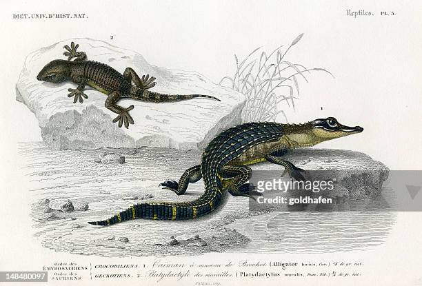 gecko, alligator, historic illustration, 1849 - caiman stock illustrations