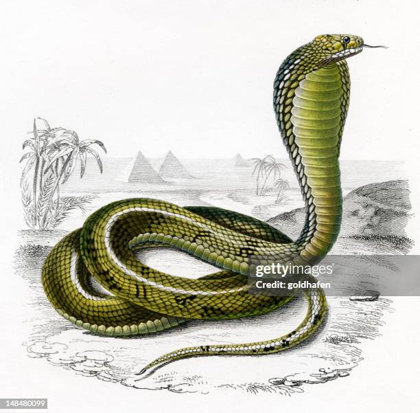 ilustrações de stock, clip art, desenhos animados e ícones de cobra, histórico ilustração, 1849 - cobra