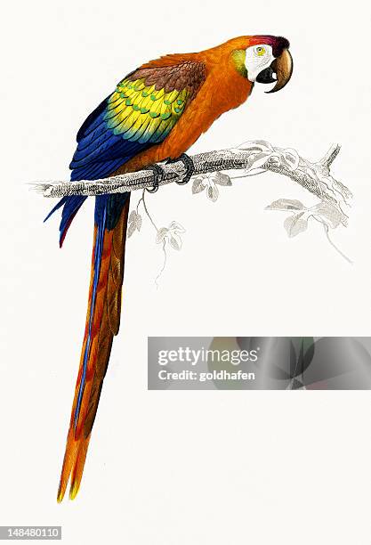 bildbanksillustrationer, clip art samt tecknat material och ikoner med ara, historic illustration, 1849 - papegoja