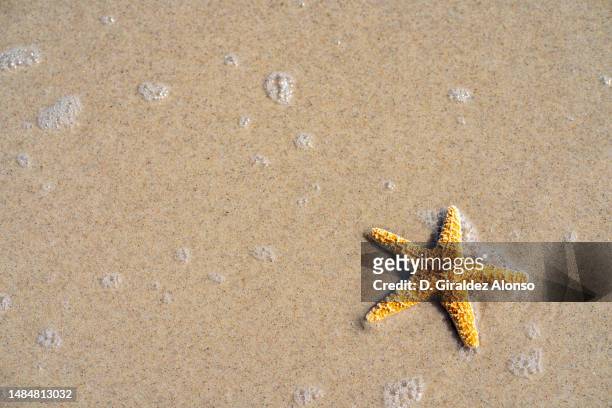 starfish on the beach - aveiro district stock pictures, royalty-free photos & images