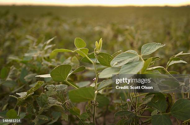 Soybean plants, whose growth has been stunted by drought, grow in a field on July 17, 2012 near Fritchton, Indiana. The corn and soybean belt in the...