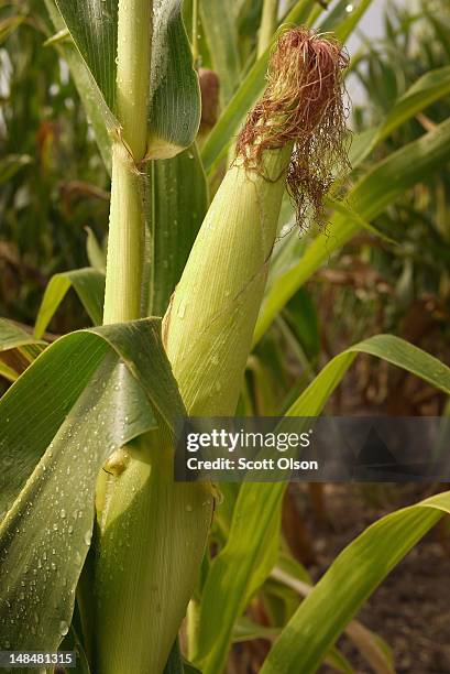 Rain falls on drought-damaged corn on July 17, 2012 near Somerville, Indiana. The corn and soybean belt in the middle of the nation is experiencing...