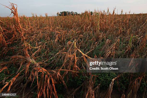 Corn plants dry in a drought-stricken farm field on July 17, 2012 near Fritchton, Indiana. The corn and soybean belt in the middle of the nation is...