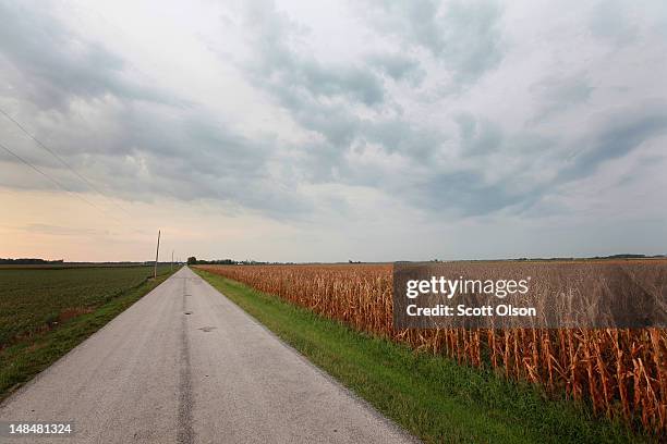 Corn plants dry in a drought-stricken farm field on July 17, 2012 near Fritchton, Indiana. The corn and soybean belt in the middle of the nation is...