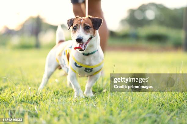 active lifestyle man takes a cute dog with leash for walking and run in the park. - middle age man and walking the dog stockfoto's en -beelden