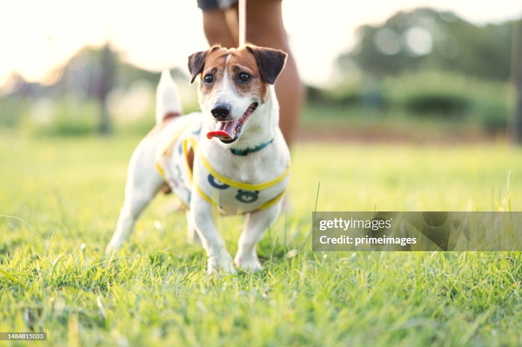 Active lifestyle Man takes a cute dog with leash for walking and run in the park.