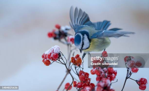 bluetit in winter - tits stock pictures, royalty-free photos & images