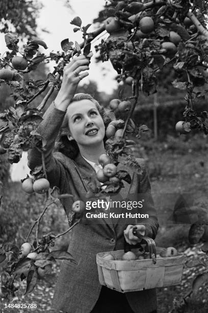 Woman picking apples in Aldworth, Berkshire, March 1945. Original Publication: Picture Post - 1713 - Anne Scott-James Cottage - unpub.