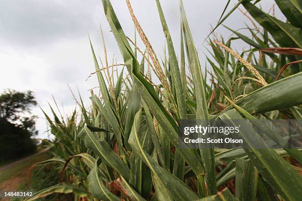 Rain falls on drought-damaged corn on July 17, 2012 near Somerville, Indiana. The corn and soybean belt in the middle of the nation is experiencing...