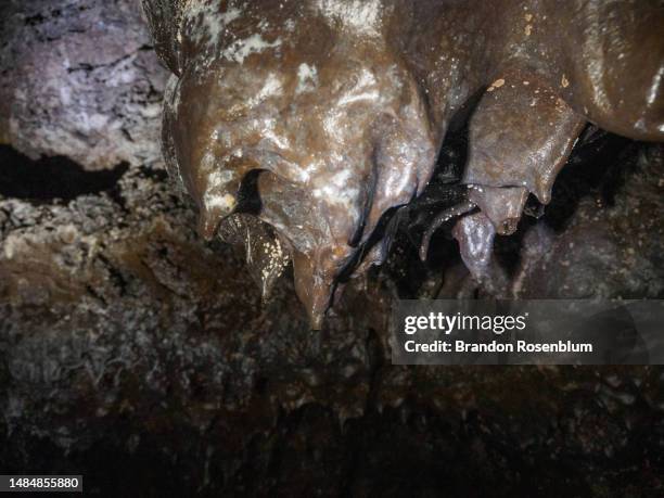 gruta das torres lava cave in pico, azores - lava tube stock pictures, royalty-free photos & images