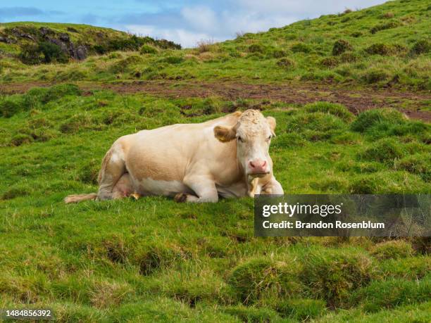 cow on the island of pico in the azores - pico azores imagens e fotografias de stock