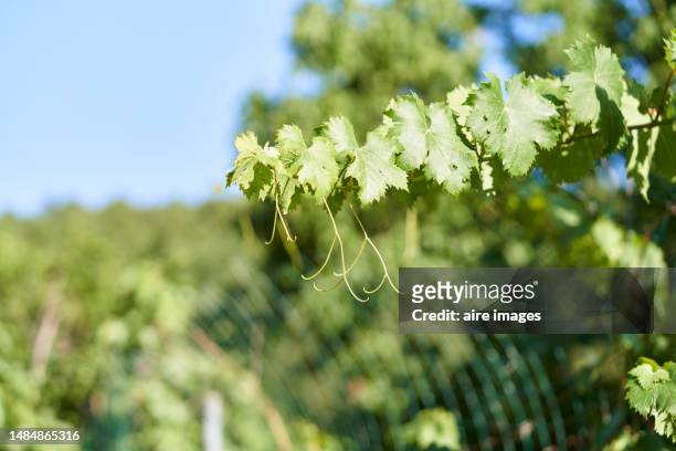 a branch of vine leaves, some of them diseased eriophyes vitis illuminated by the sun's rays, the background is blurred. - branch plant part stockfoto's en -beelden