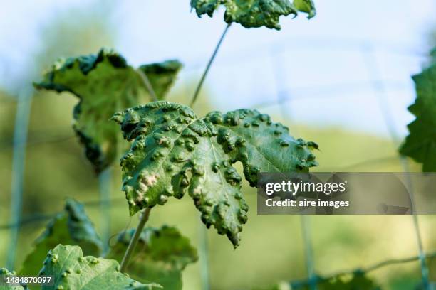 several diseased green vine leaves of eriophyes vitis in the background a somewhat blurred wire mesh fence can be seen. - infestation stock pictures, royalty-free photos & images