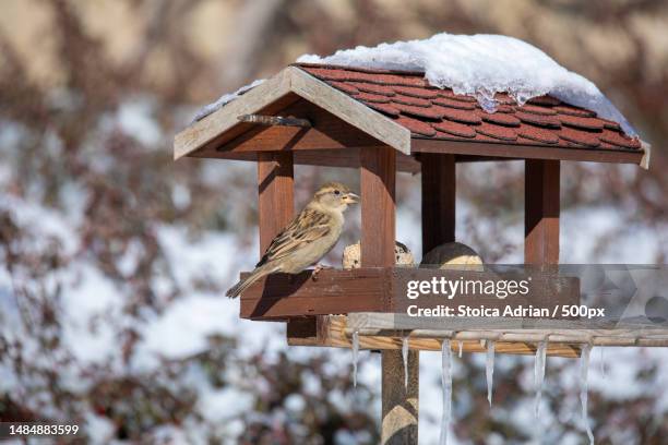 close-up of songsparrow perching on songsparrowhouse,romania - bird feeder foto e immagini stock