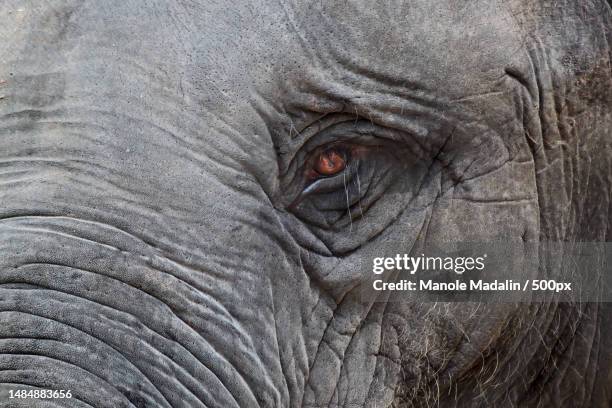 close-up of indian african asian elephant,romania - elefante asiático fotografías e imágenes de stock