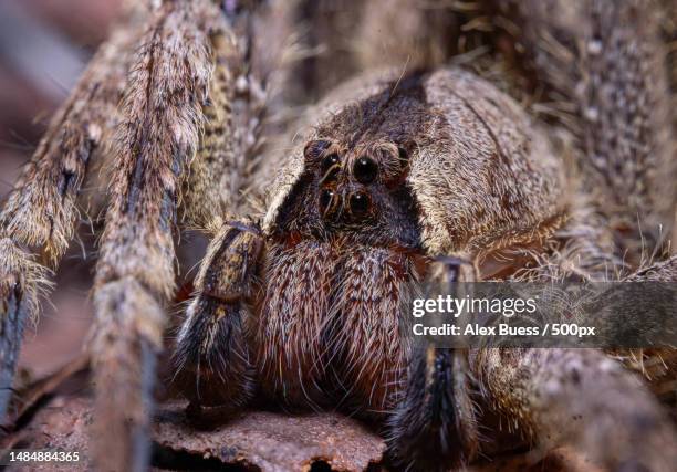 Insects In Peru Amazon Rainforest Insects Photos and Premium High Res Pictures - Getty ...