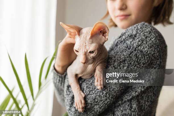 a teenage girl is holding her new pet sphynx kitten in her arms. pet life. allergy to cats - sphynx hairless cat stock pictures, royalty-free photos & images