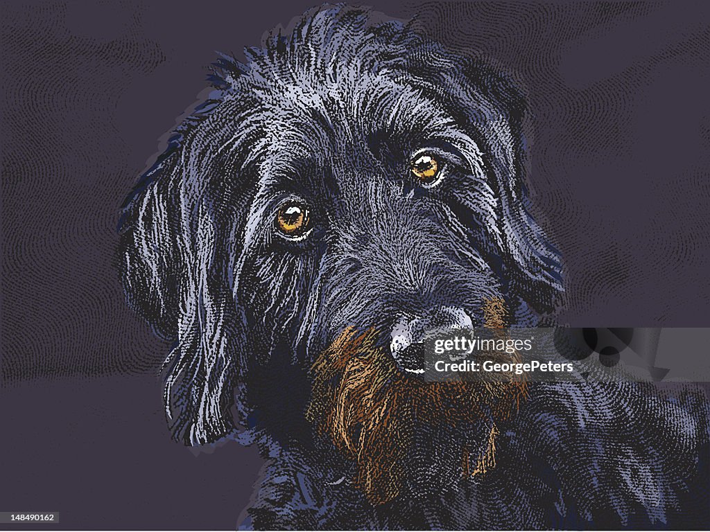 Curious Labradoodle