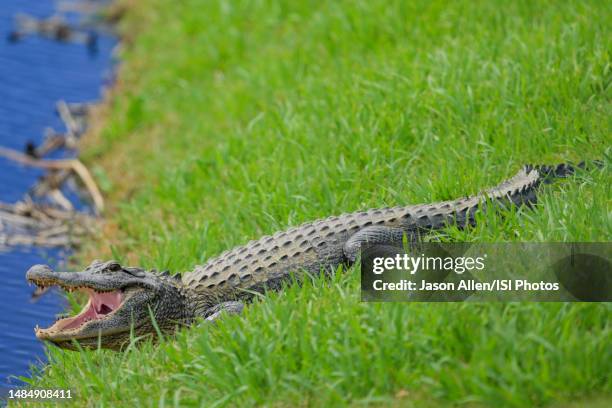 An alligator near the 9th green during the Final Round of the Zurich Classic of New Orleans at TPC Louisiana on April 23, 2023 in New Orleans,...