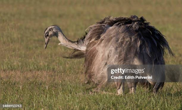 Flightless Rhea Rhea Flightless Bird Photos and Premium High Res Pictures - Getty Images