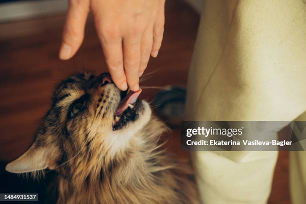 cat maine coo licks woman's hand - licking stock pictures, royalty-free photos & images