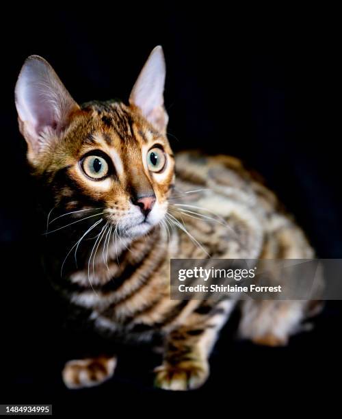 SerenityStorm To Kill A Mockingbird aka Atticus, a brown Rosetted Bengal kitten is seen in a studio portrait during the GCCF Manchester Championship...