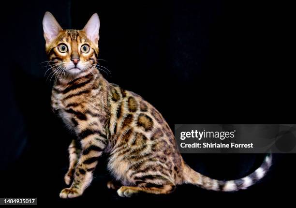 SerenityStorm To Kill A Mockingbird aka Atticus, a brown Rosetted Bengal kitten is seen in a studio portrait during the GCCF Manchester Championship...