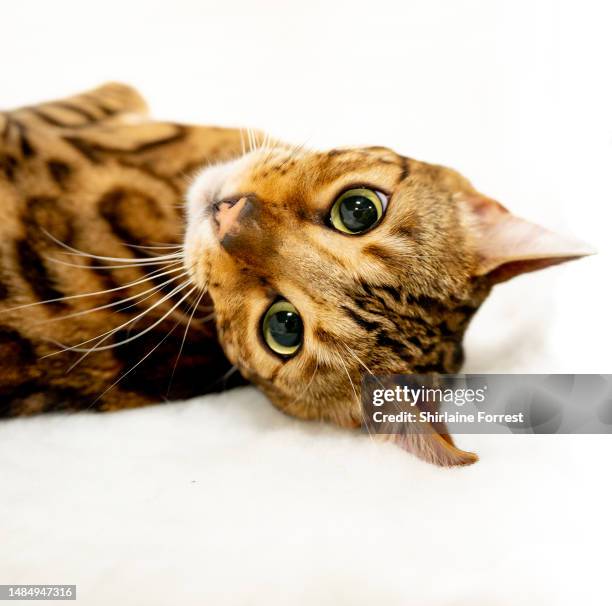 Bundara Asha, a brown spotted Bengal cat relaxes in her pen during the GCCF Manchester Championship Cat Show at the George H Carnall Leisure Centre...