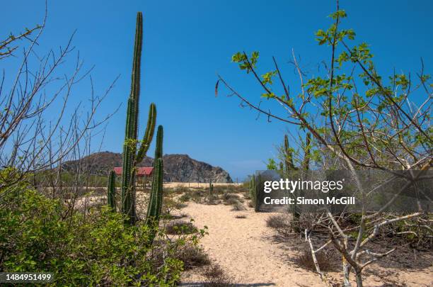 scrubland and playa cacaluta [cacaluta beach], with isla cacaluta [cacaluta island] and bahía de cacaluta [cacaluta bay] in the background, huatulco, oaxaca, mexico - cactus isolated stock pictures, royalty-free photos & images