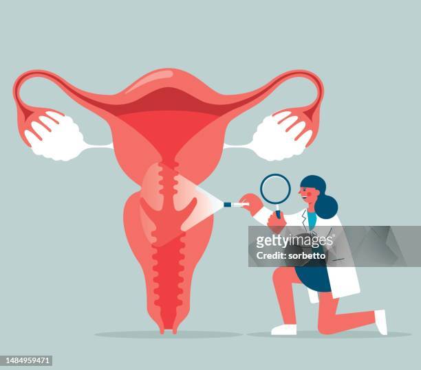 woman's reproductive organ - female doctor - myometrium stock illustrations