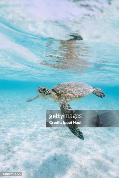 green sea turtle in clear tropical water, miyakojima island, japan - ウミガメ ストックフォトと画像