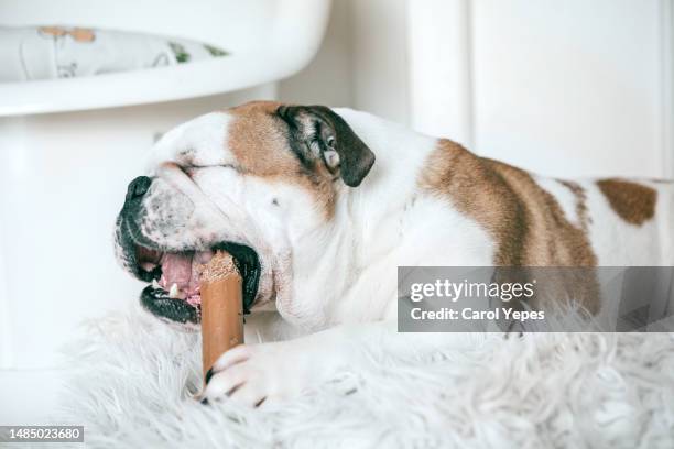 english bulldog chewing toy - butting stock pictures, royalty-free photos & images