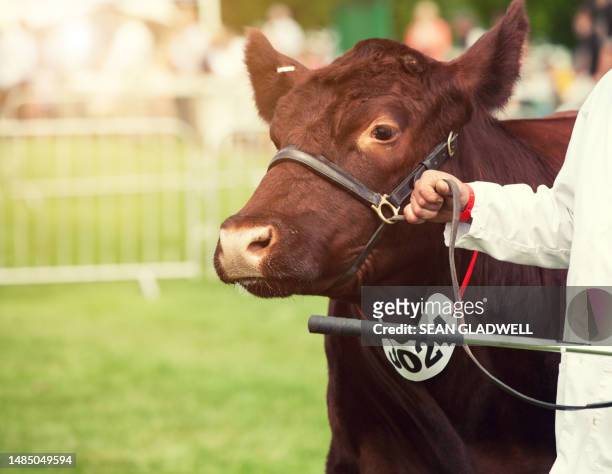 cattle show - livestock show fotografías e imágenes de stock