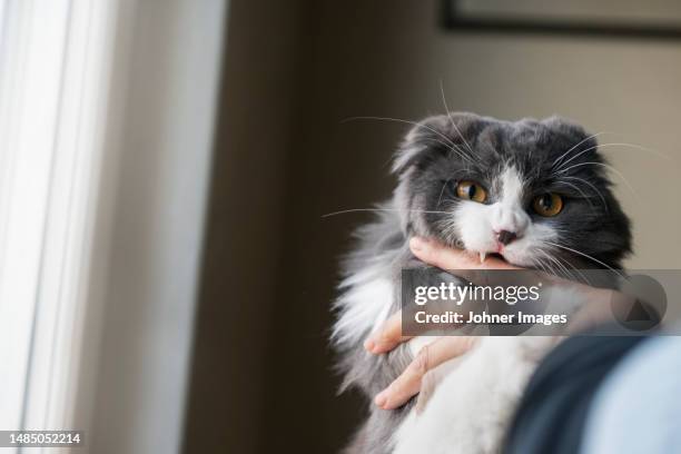 long-haired cat biting its owner's hand - morder imagens e fotografias de stock