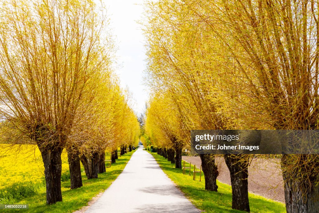 Treelined country road at spring
