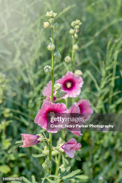 vibrant pink hollyhock, tall, summer flowers in and english garden with soft sunshine - hollyhock stock pictures, royalty-free photos & images