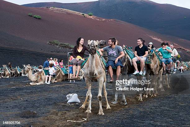 tourist camel ride (echadero de camellos). - echadero stock pictures, royalty-free photos & images