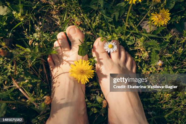 woman  sitting in the grass among daisy and dandelion flowers female  barefoot. close - up - barfuß stock-fotos und bilder