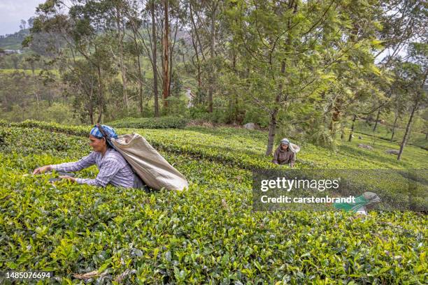 two women picking tea on a steep slope - sri lankan ethnicity stock pictures, royalty-free photos & images