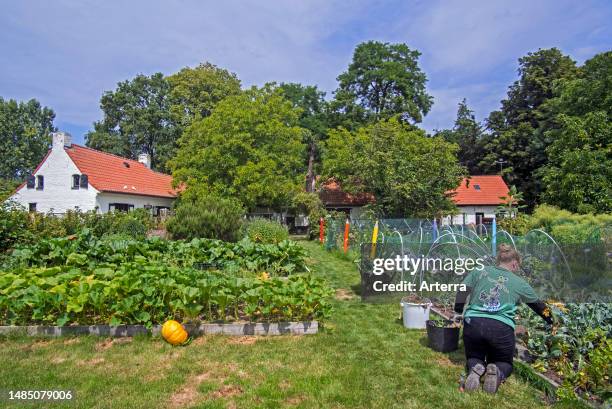 Volunteer working at vegetable garden. Kitchen garden. Allotment in summer at petting zoo. Children's farm De Campagne in Drongen, Belgium.