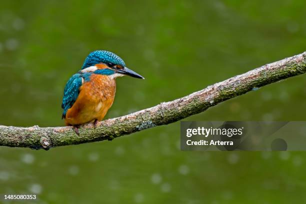 Common kingfisher juvenile perched in tree over water of pond in spring.