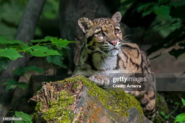 Mainland clouded leopard wild cat native to the foothills of the Himalayas through mainland Southeast Asia into South China.