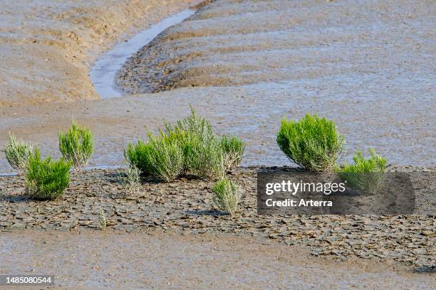 Common glasswort. Marsh samphire. Saltwort succulent herb growing in intertidal salt marsh. Saltmarsh in late summer.