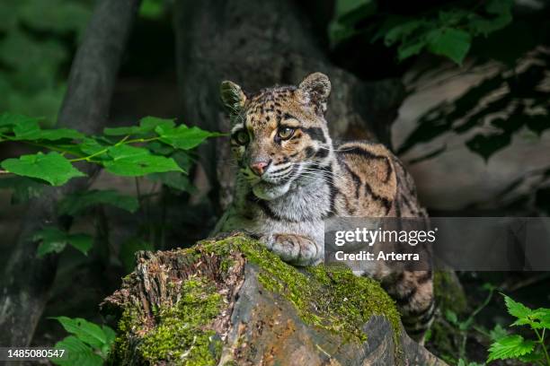 Mainland clouded leopard wild cat native to the foothills of the Himalayas through mainland Southeast Asia into South China.