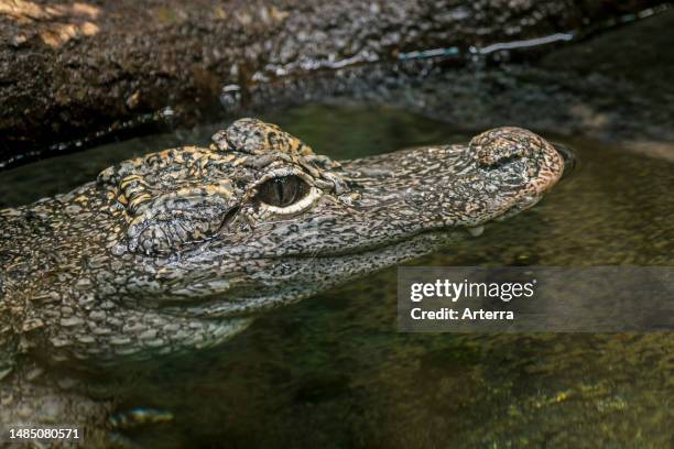 Chinese alligator. Yangtze alligator. China alligator resting in pond, crocodilian endemic to China.