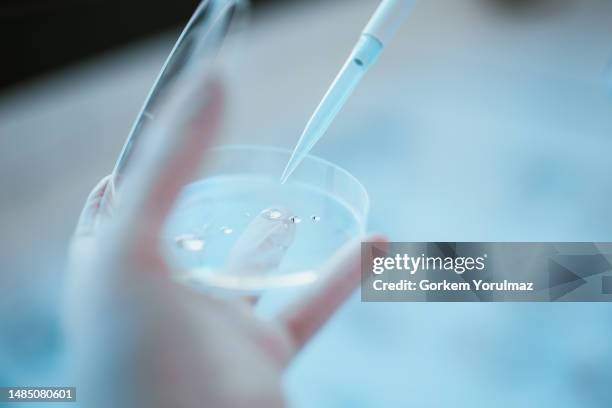 pipet kullanarak petri kabından numune çıkaran bilim adamı - human egg stock pictures, royalty-free photos & images