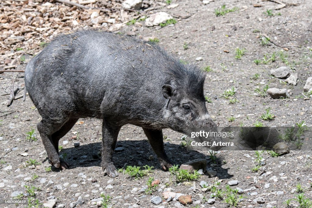 Warty Visayan warty pig , critically endangered wild pig endemic to the ...
