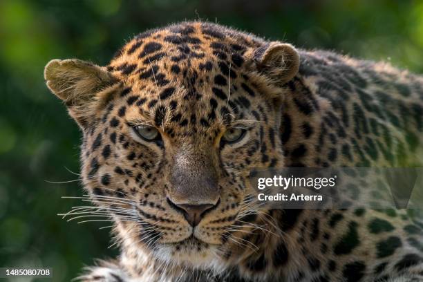 Amur leopard close-up portrait, native to southeastern Russia and northern China.